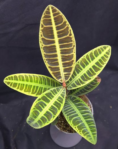 Emblemantha urnulata (Ardisia) Fluo Green for sale