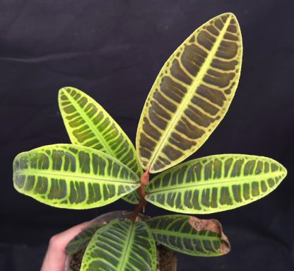 Emblemantha urnulata (Ardisia) Fluo Green for sale