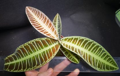 Emblemantha urnulata (Ardisia sp. Sumatra, Labisia sp. Riau) Fluo Green