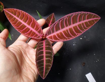 Emblemantha urnulata (Ardisia sp. Sumatra, Labisia sp. Riau) Fluo Pink