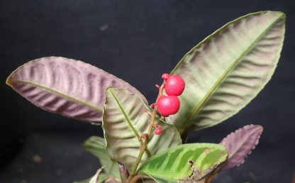 Emblemantha urnulata (Ardisia) Fluo Green for sale