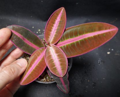 Emblemantha urnulata (Ardisia sp. Sumatra, Labisia sp. Riau) Veinless Fluo Pink for sale 1