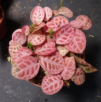 Labisia beccarii Turtle Back red / pink for sale