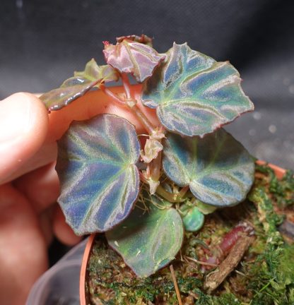 Begonia sp. Sarawak for sale 1