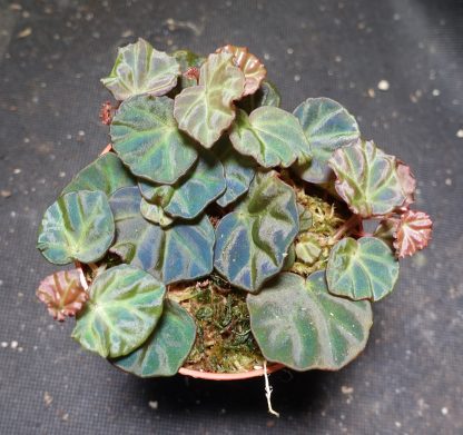 Begonia sp. Sarawak for sale 2