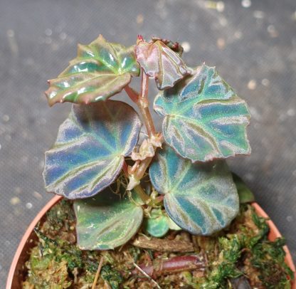 Begonia sp. Sarawak for sale 3