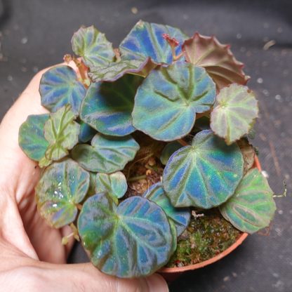 Begonia sp. Sarawak for sale 4