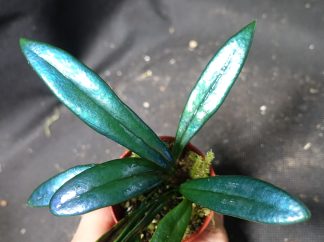 Microsorum thailandicum iridescent blue fern for sale 1