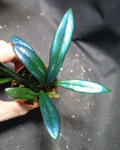 Microsorum thailandicum iridescent blue fern for sale 2