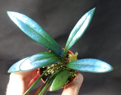 Microsorum thailandicum iridescent blue fern for sale 3