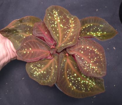 Sonerila sp. Glowing Dots for sale