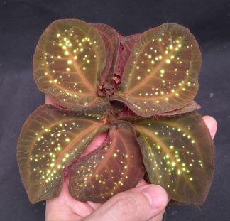 Sonerila sp. Glowing Dots for sale