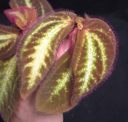 Sonerila sp. Glowing Stripes for sale