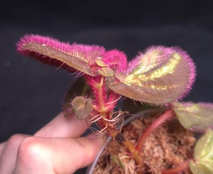 Sonerila sp. Glowing Stripes for sale