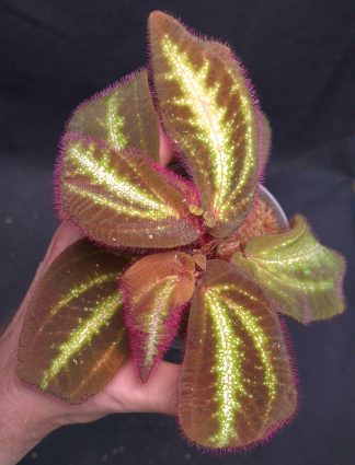 Sonerila sp. Glowing Stripes for sale