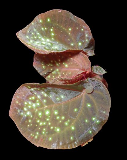 Sonerila sp. Glowing Dots for sale 3