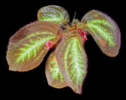 Sonerila sp. Glowing Stripes for sale 6