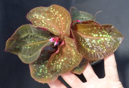 Sonerila sp. Glowing Dots for sale