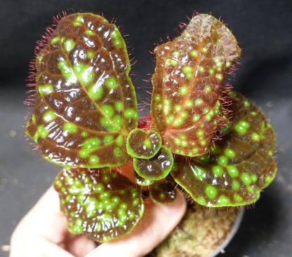 Sonerila sp. Aurora Brown for sale 3