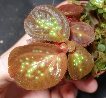 Sonerila sp. Glowing Dots for sale 2