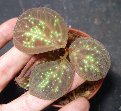 Sonerila sp. Glowing Dots for sale