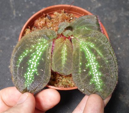 Sonerila sp. Glowing Stripes for sale 4