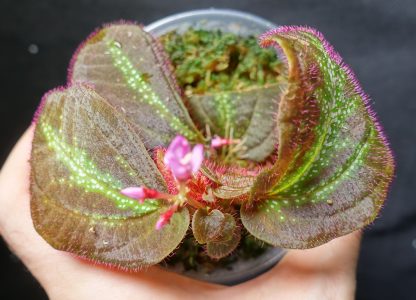 Sonerila sp. Glowing Stripes for sale 5