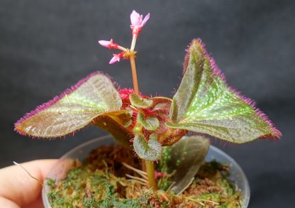 Sonerila sp. Glowing Stripes for sale 6