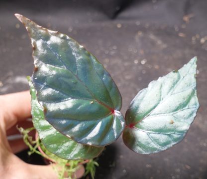 Begonia kapuashuluensis (sp. Temuyuk) blue for sale 1