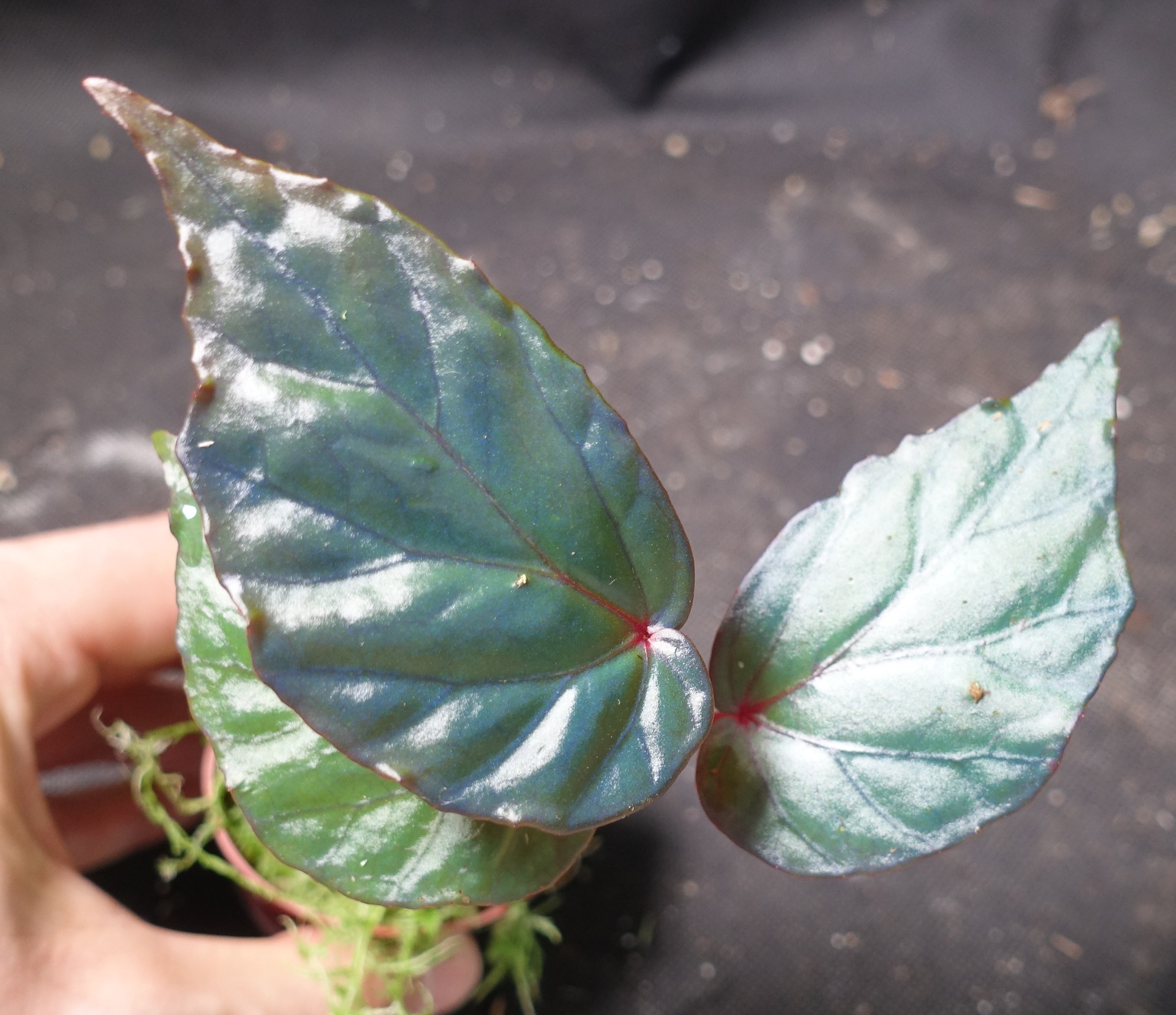 Begonia sp. Temuyuk (Begonia kapuashuluensis) - Flora Magnifica