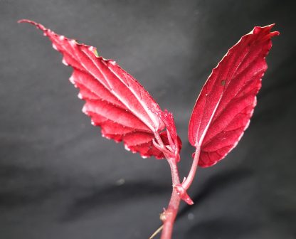 Begonia kapuashuluensis (sp. Temuyuk) blue for sale 3