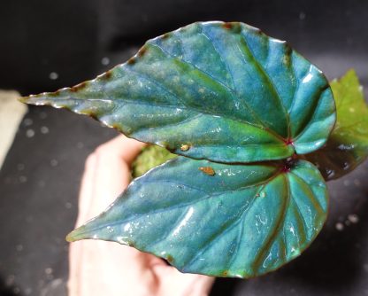 Begonia sp Temuyuk kapuashuluensis blue for sale 4