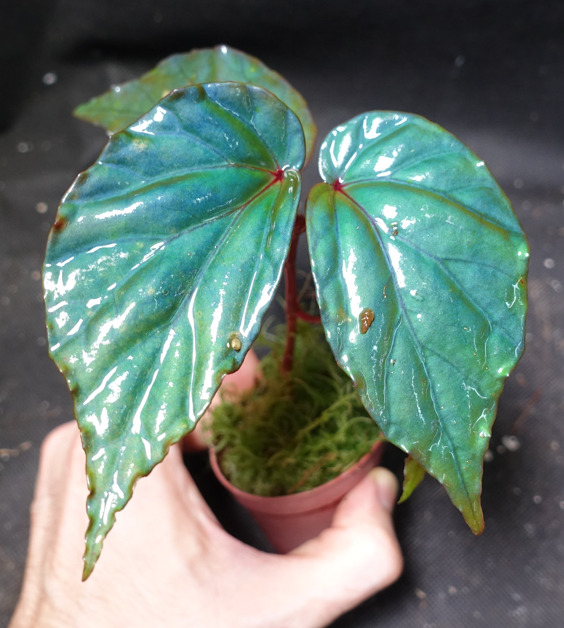 Begonia sp. Temuyuk (Begonia kapuashuluensis) - Flora Magnifica