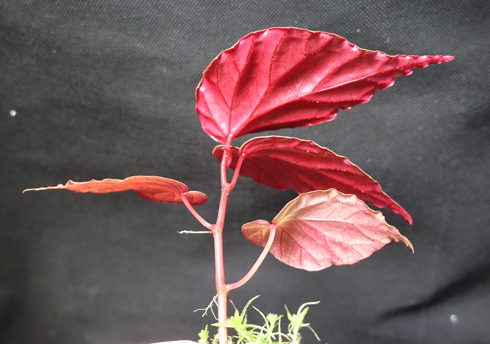 Begonia sp. Temuyuk (Begonia kapuashuluensis) - Flora Magnifica