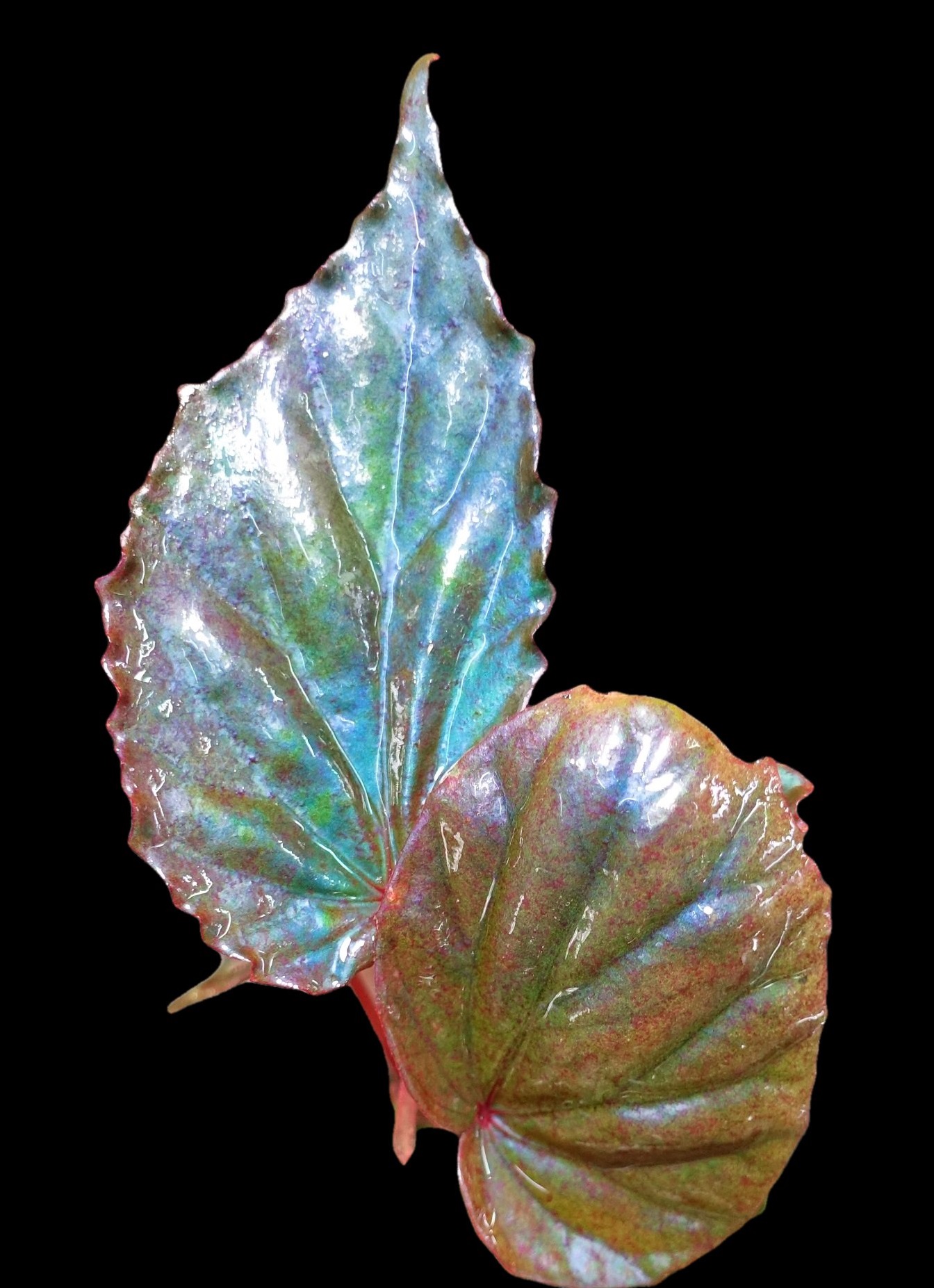 Begonia sp. Temuyuk (Begonia kapuashuluensis) - Flora Magnifica