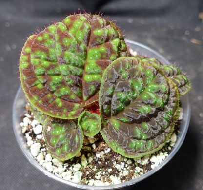 Sonerila sp. Aurora Green for sale 1