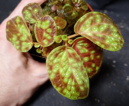 Sonerila sp. Aurora Green for sale 2