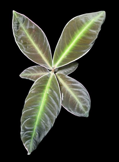 Labisia sp. Neon Stripe for sale 2