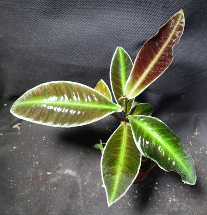 Labisia sp. Neon Stripe for sale 1