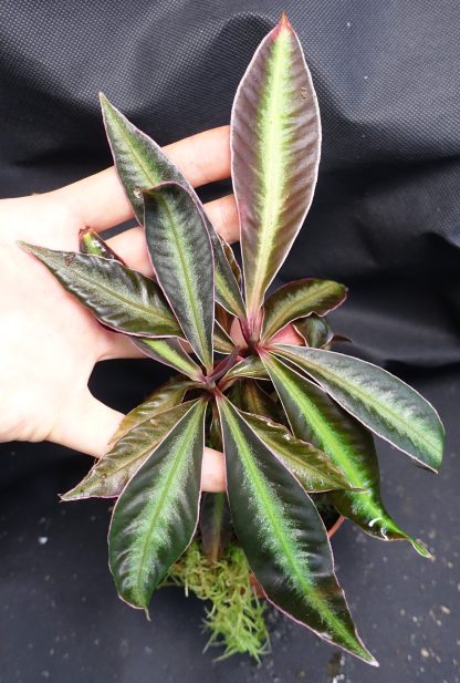 Labisia sp. Neon Stripe for sale 3