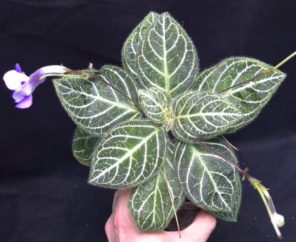 Michaelmolleria sp. Vietnam for sale