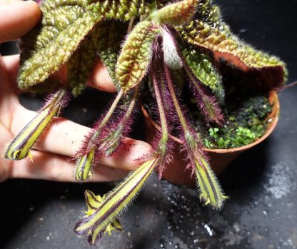 Columnea purpureovittata for sale 1