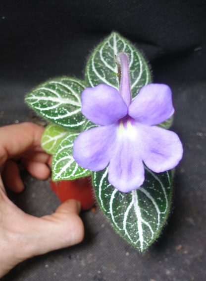 Primulina sp Vietnam for sale 1