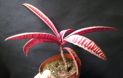 Labisia sp. Ribbed for sale 1