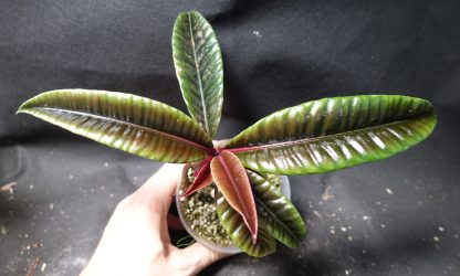 Labisia sp. Ribbed for sale 3