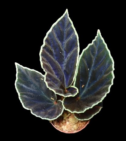 Begonia darthvaderiana for sale 2