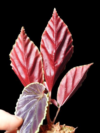 Begonia darthvaderiana for sale 3