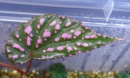 Begonia negrosensis for sale 1