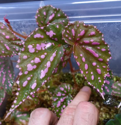 Begonia negrosensis for sale 2