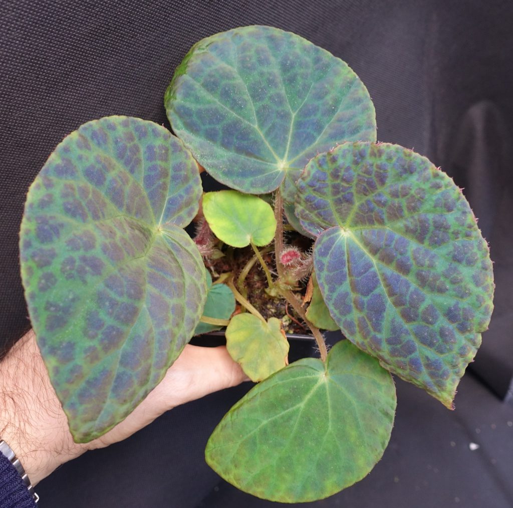 Begonia Rockii For Sale - Flora Magnifica